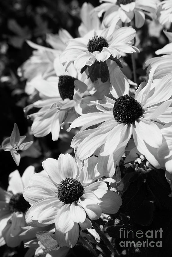 Black and white coneflowers Photograph by Jim And Emily Bush