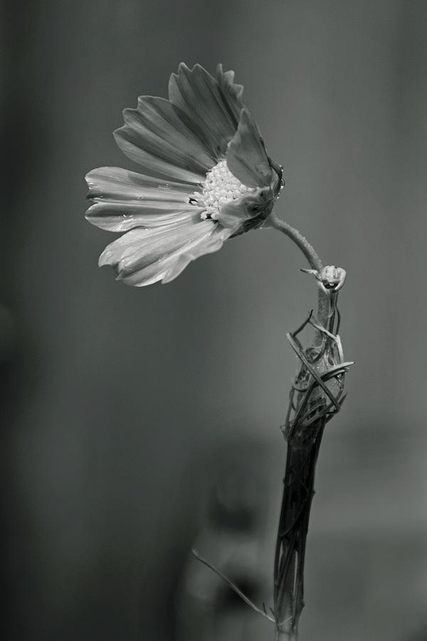 Black and White Cosmo Photograph by Vanessa Valdes - Fine Art America