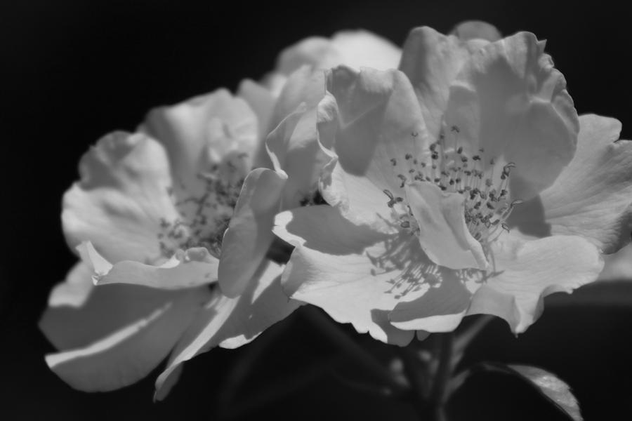 Black And White Country Rose Chicago Botanical Gardens Photograph