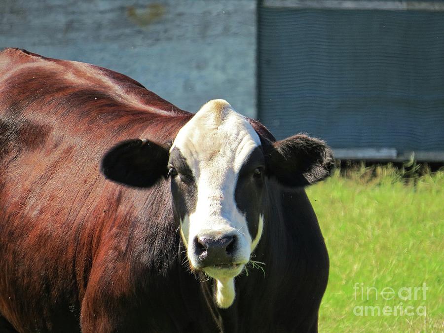 Black and White Cow Photograph by Ella Kaye Dickey