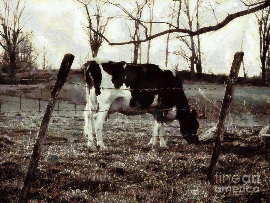 Black and white - Cow in Pasture - Vintage Photograph by Janine Riley