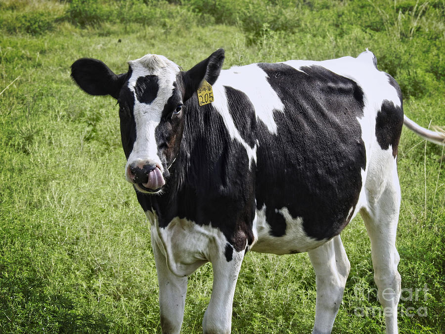 Black and White Holstein Calf Photograph by Ella Kaye Dickey