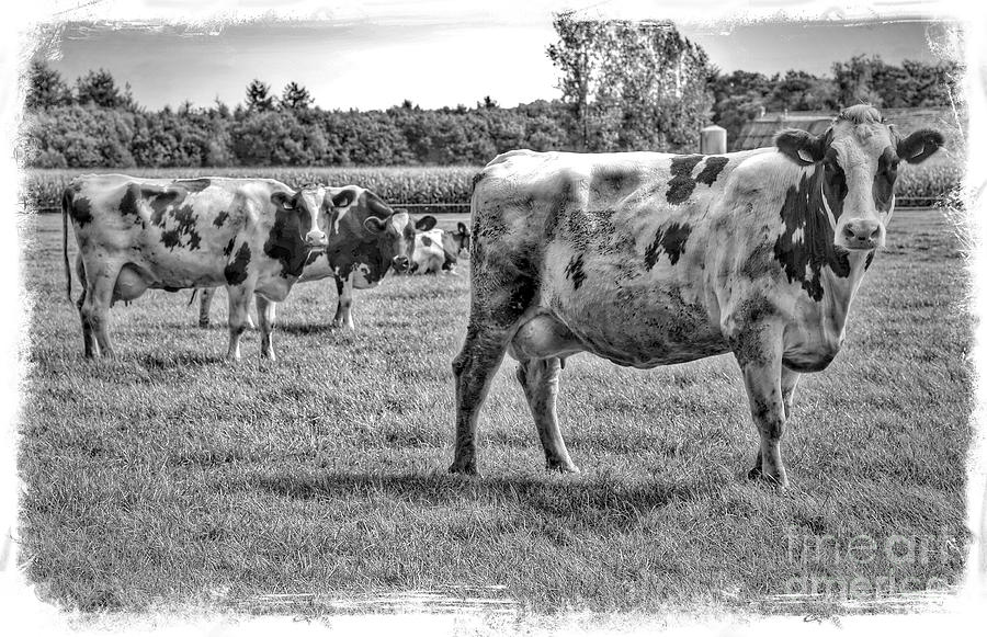 Black and White Cows in Black and White with Border Photograph by Carol Groenen