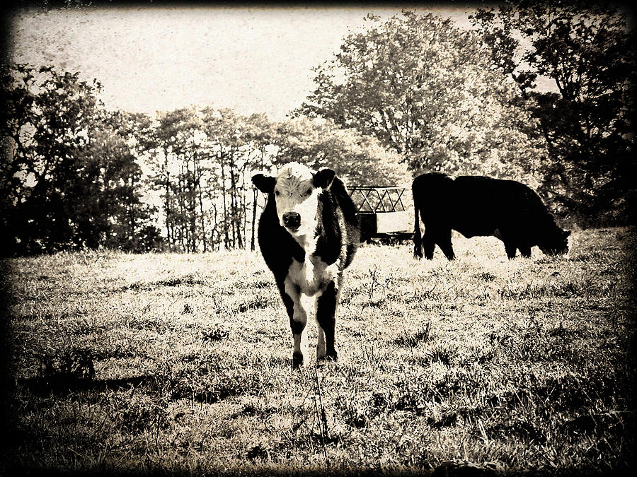 Black and White Cows Photograph by Kim Upton | Fine Art America