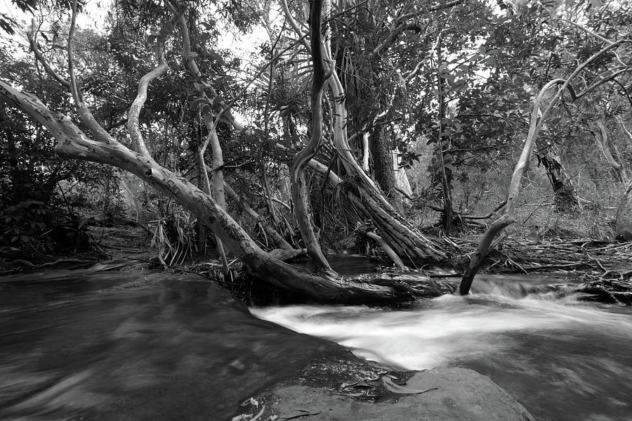 Black and White Creek - Australia Photograph by Julian Wicksteed