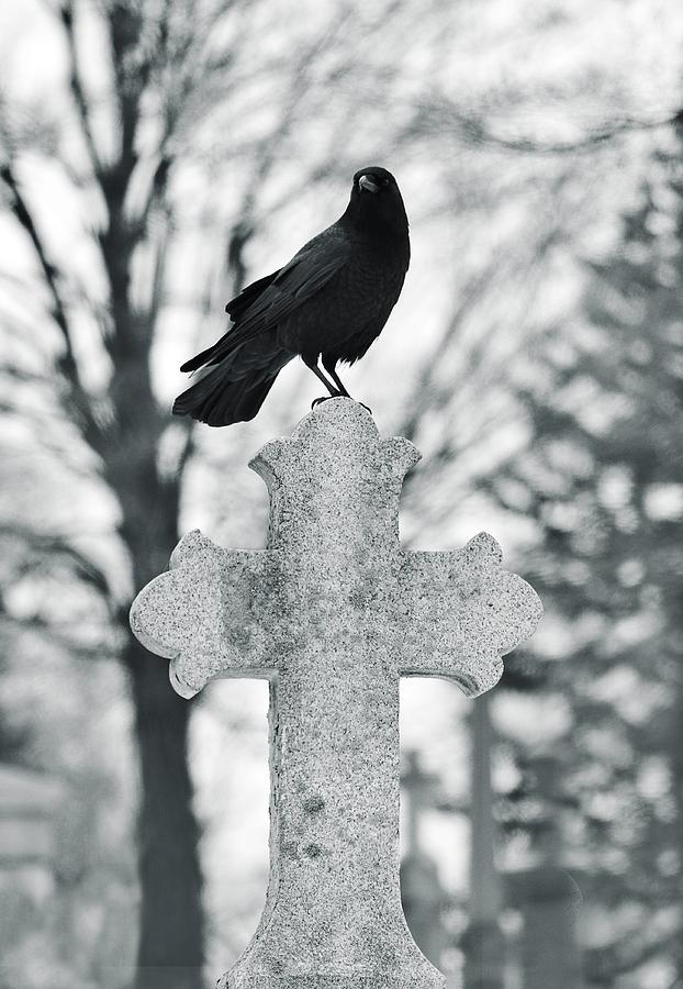 Blackbird Photograph - Black And White Crow On Cross Photograph by Gothicrow Images