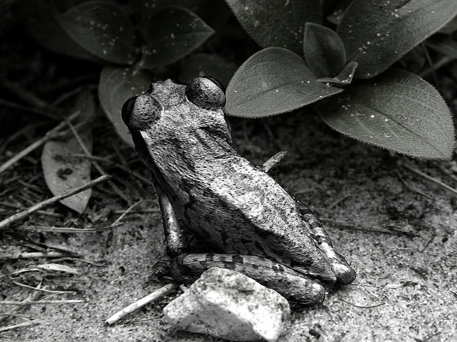 Black and White Cuban Tree Frog 000 Photograph by Christopher Mercer