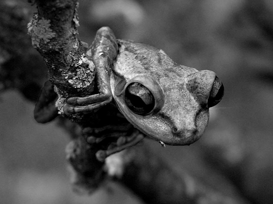 Black and White Cuban Tree Frog Photograph by Christopher Mercer