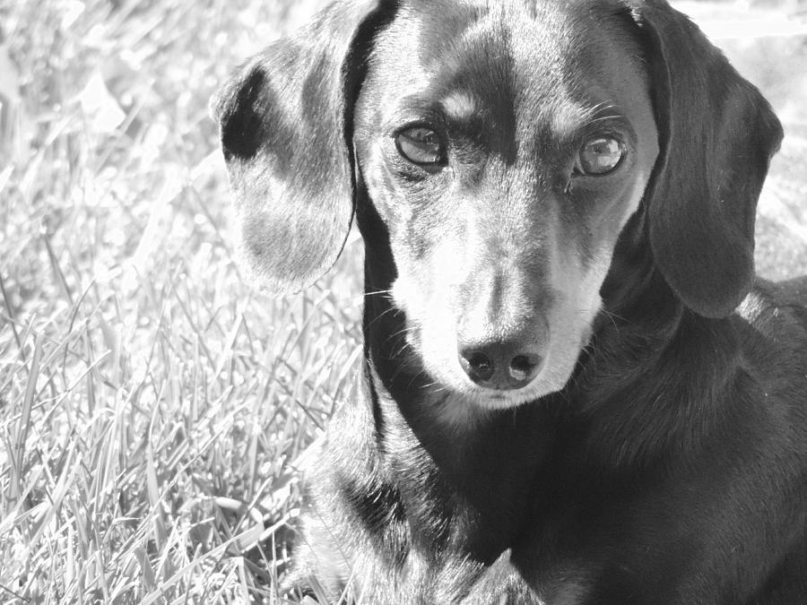 Black And White Dachshund Photograph by Alora Peterson