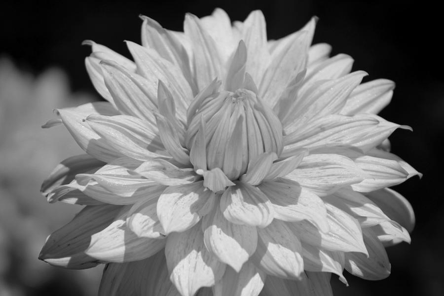 Black and White Dahlia Chicago Botanical Gardens Photograph by Colleen Cornelius