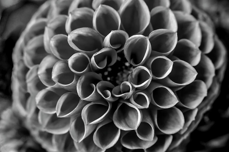 Black And White Dahlia Close Up Photograph by Garry Gay