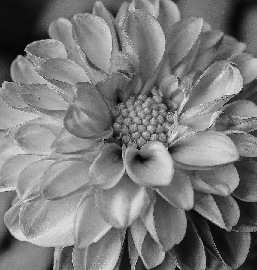 Black And White Dahlia Photograph by Dana Dowling