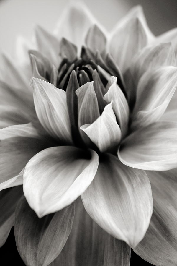 Black And White Photograph - Black and White Dahlia by Danielle Miller
