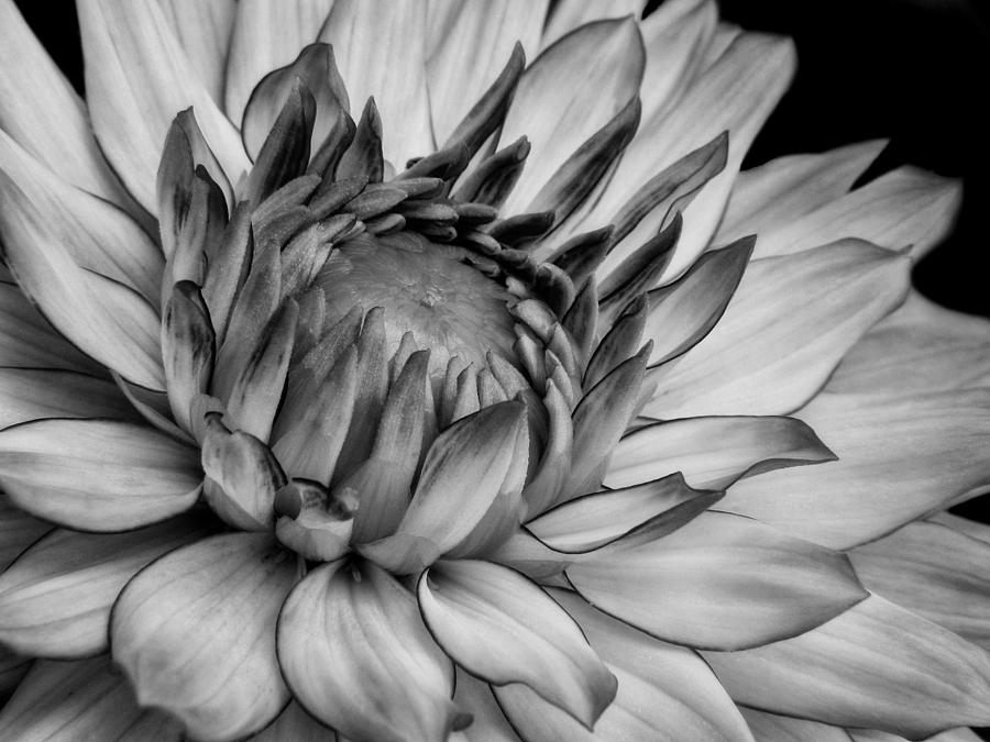 Black and White Dahlia  Photograph by David and Carol Kelly