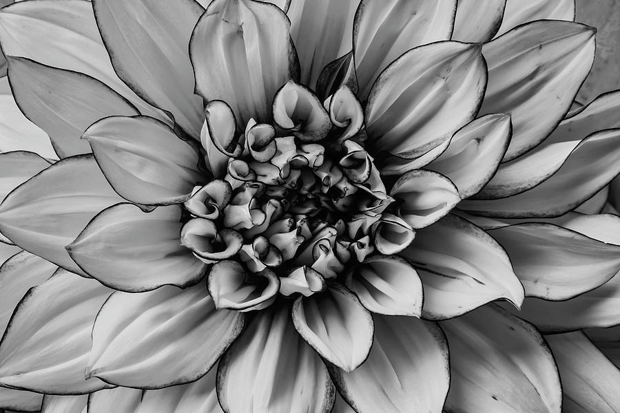 Black And White Dahlia Petals Photograph by Garry Gay