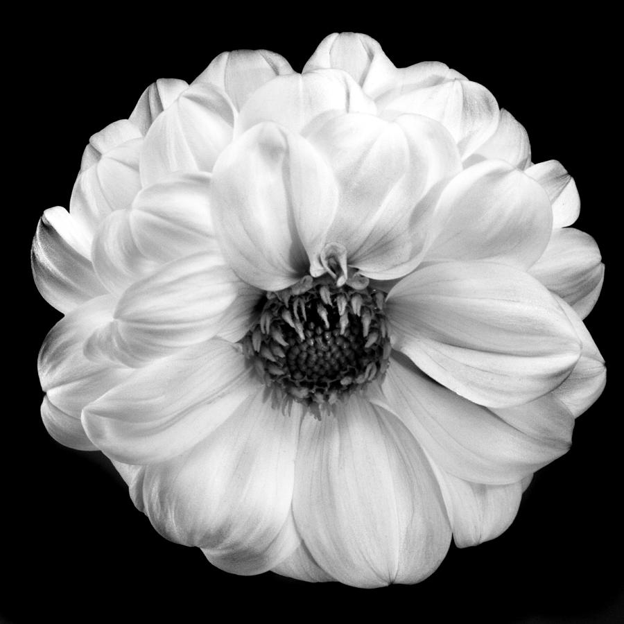 Black And White Dahlia Photograph by Terence Davis