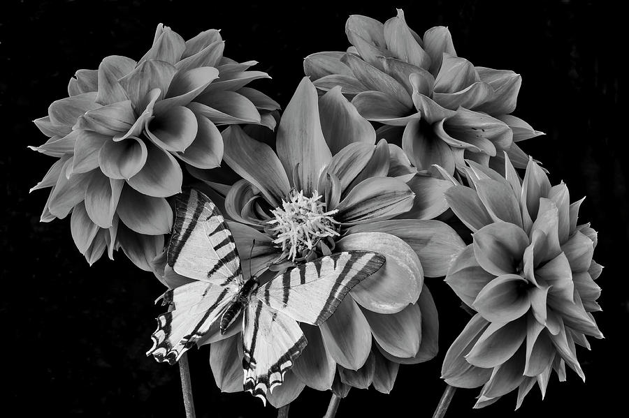 Black And White Dahlias And Butterfly Photograph by Garry Gay