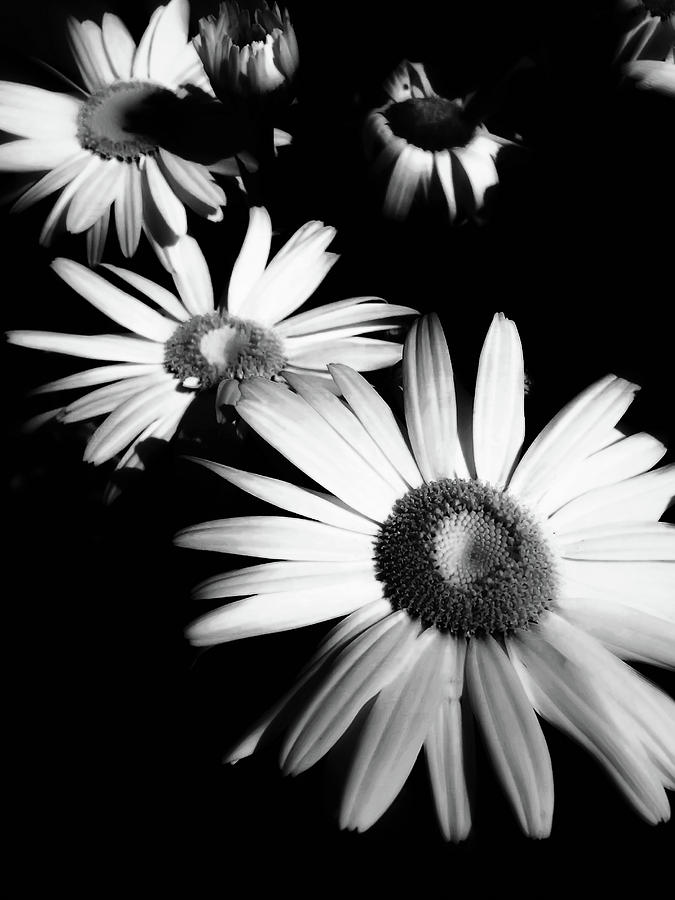 Black and white Daisies custom Photograph by Heather Joyce Morrill ...