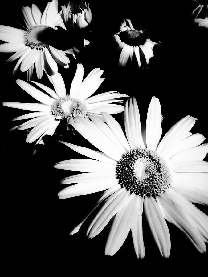 Black and white daisies custom silvered Photograph by Heather Joyce ...