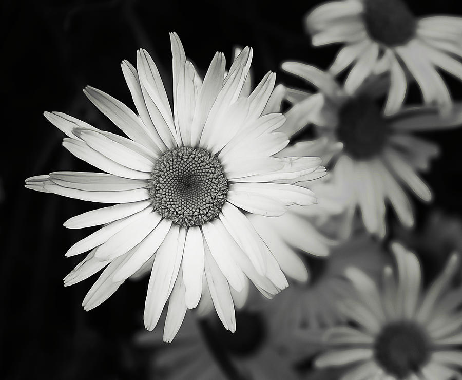 Black and White Daisy 1 Photograph by Alisha Jurgens - Fine Art America