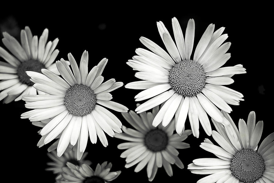 Black and White Daisy 2 Photograph by Alisha Jurgens - Fine Art America