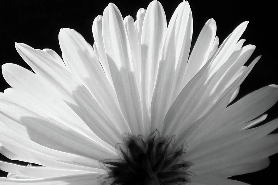 Black and White Daisy Photograph by Ashli Carter - Fine Art America