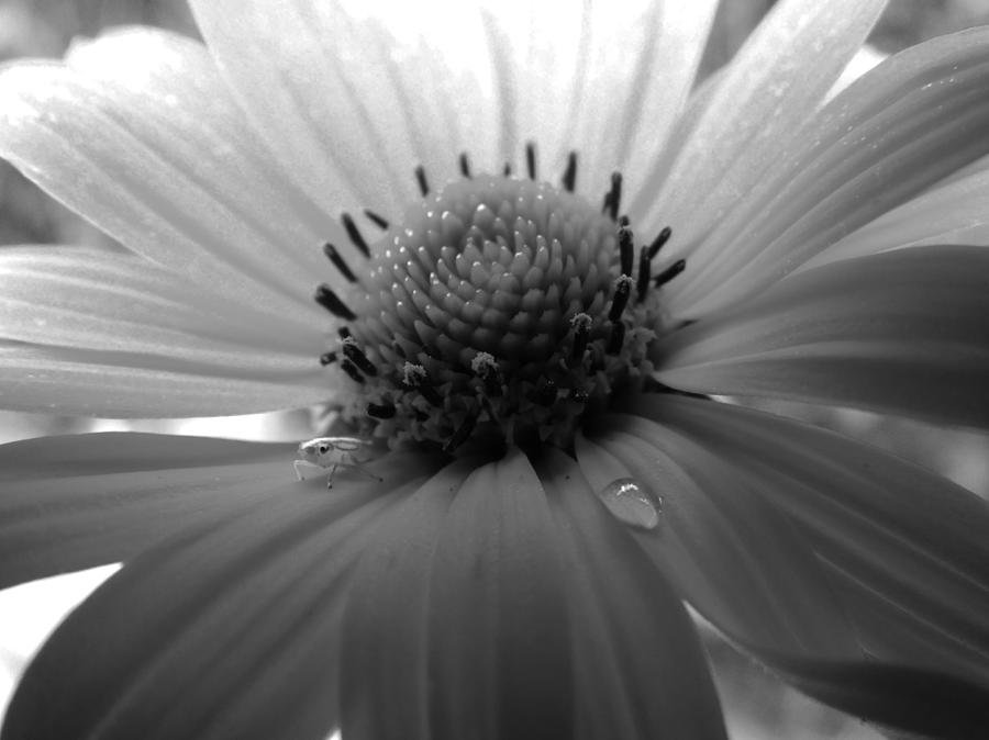 Black And White Photograph - Black and White Daisy by David T Wilkinson