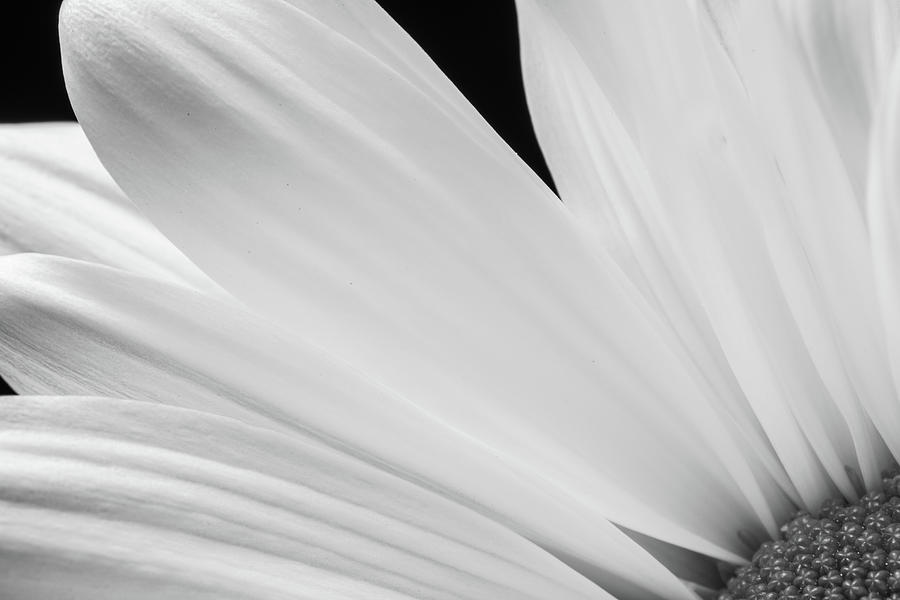 Black and White Daisy Flower Peeking Photograph by Tammy Ray