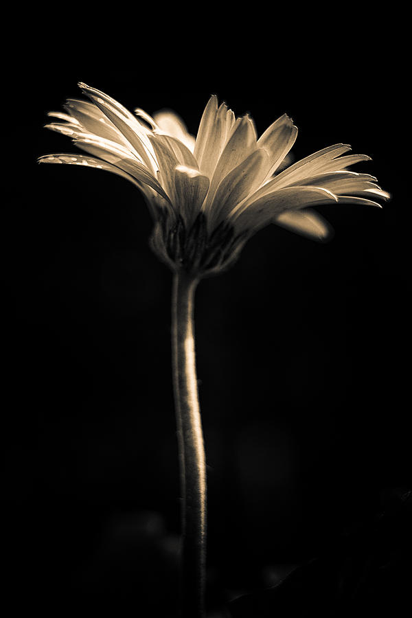 Black and White Daisy Photograph by Kelly Bryant - Pixels