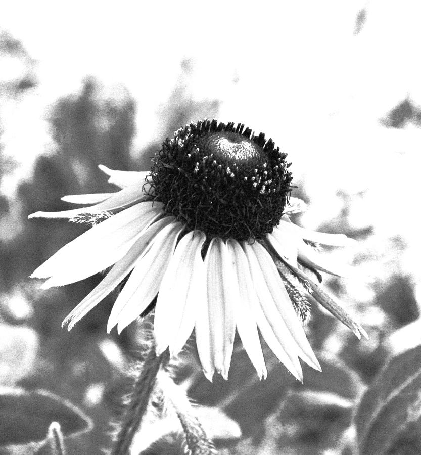 Black and White Daisy Photograph by Marna Edwards Flavell