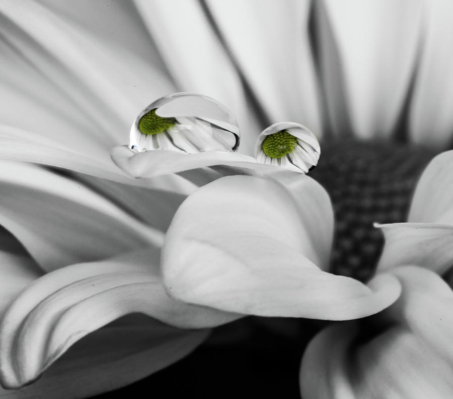Black and White Daisy Water Photograph by Tammy Ray