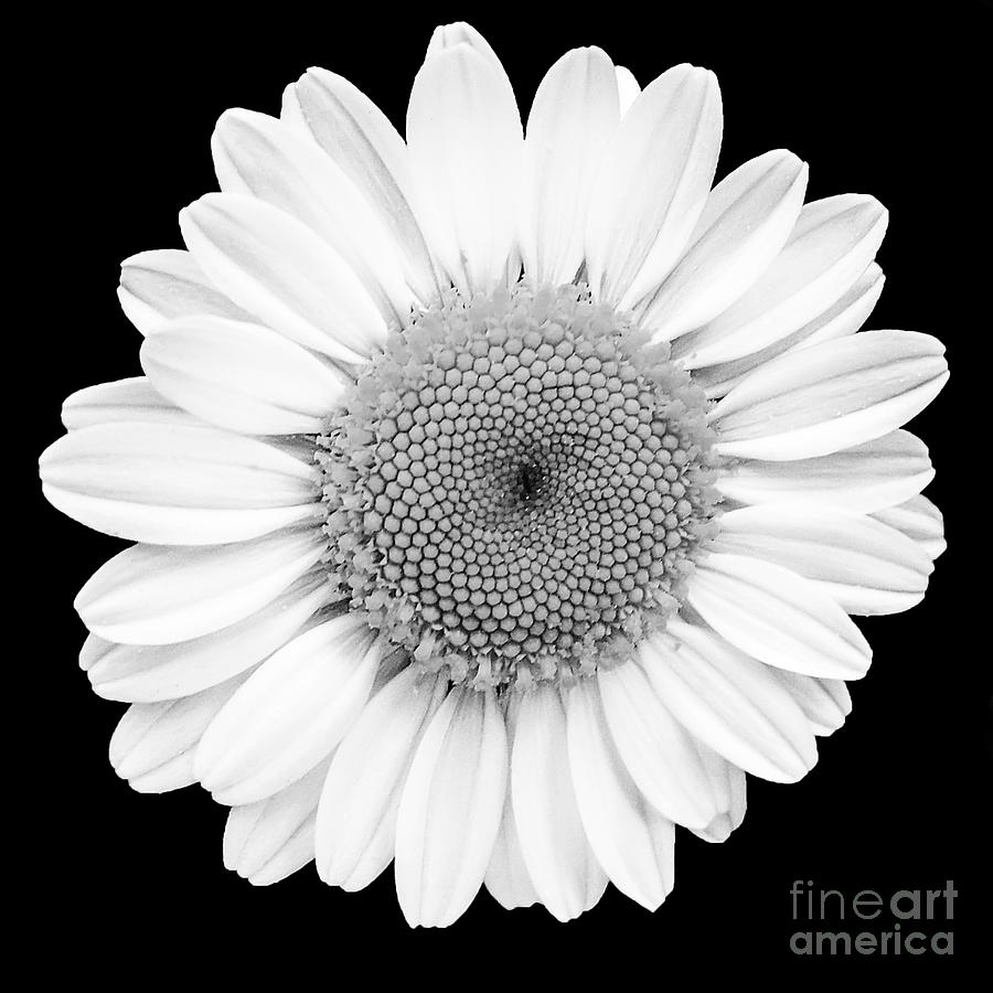 Black And White Daisy With Black Background Photograph By Keith Ptak