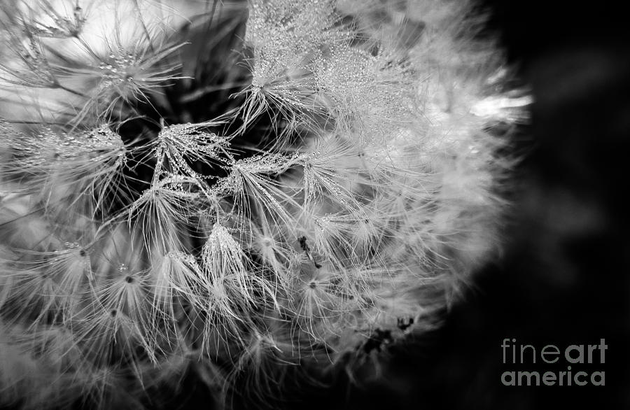 Black and White Dandelion Dew Drops Photograph by Cheryl Baxter