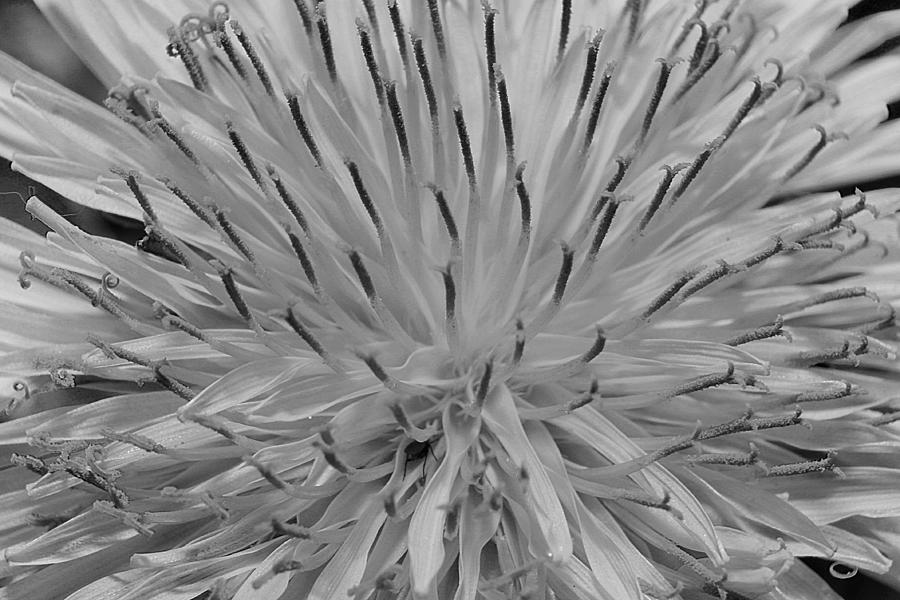 Black and White Dandelion Photograph by Scott Hovind