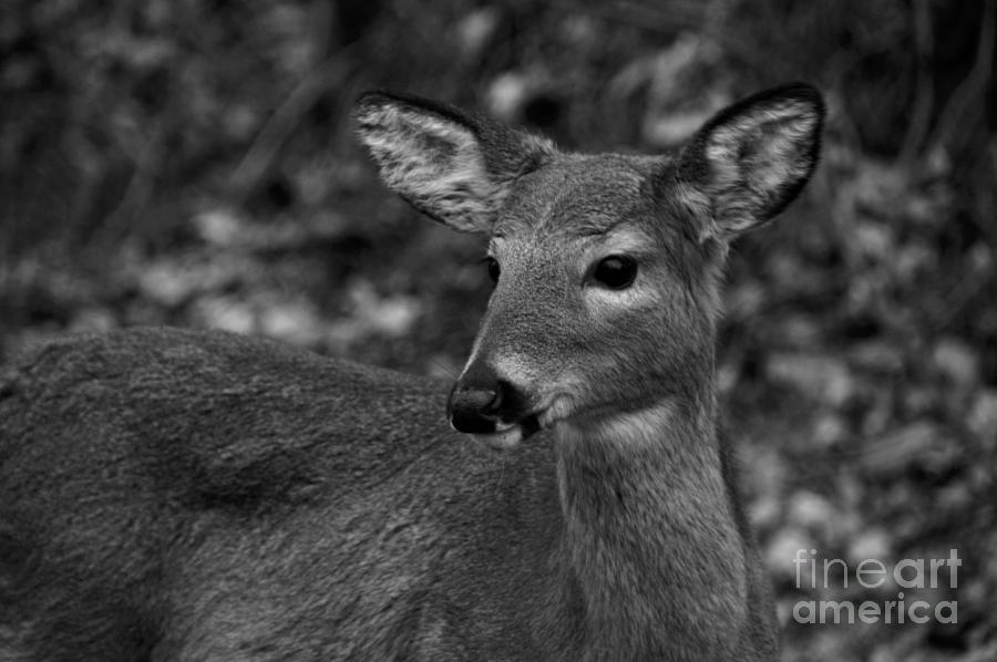 Black and White Deer Heart Art Photograph by Robyn King