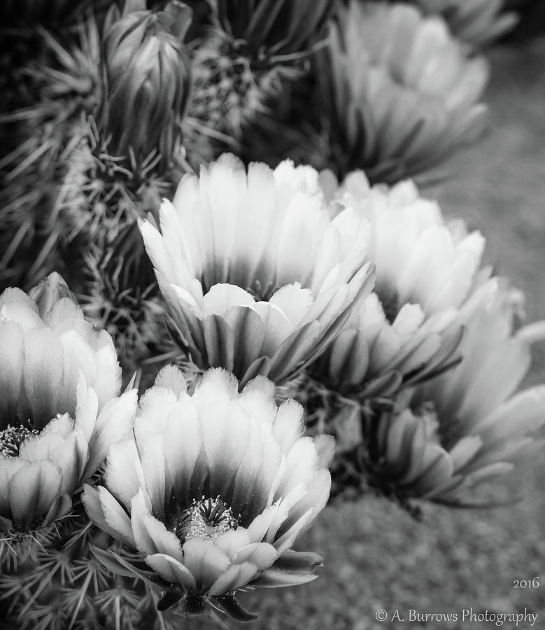 Black and White Desert Blooms Photograph by Aaron Burrows