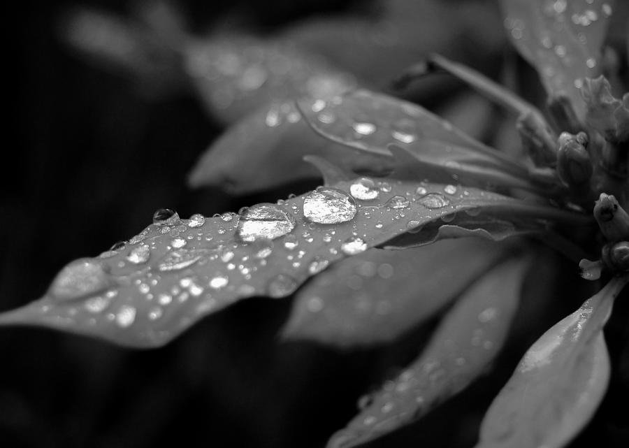Black and White Dewy Petals Photograph by Amy Fose