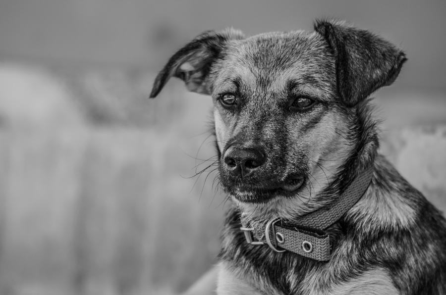 Black And White Dog Portrait Photograph by Daniel Precht