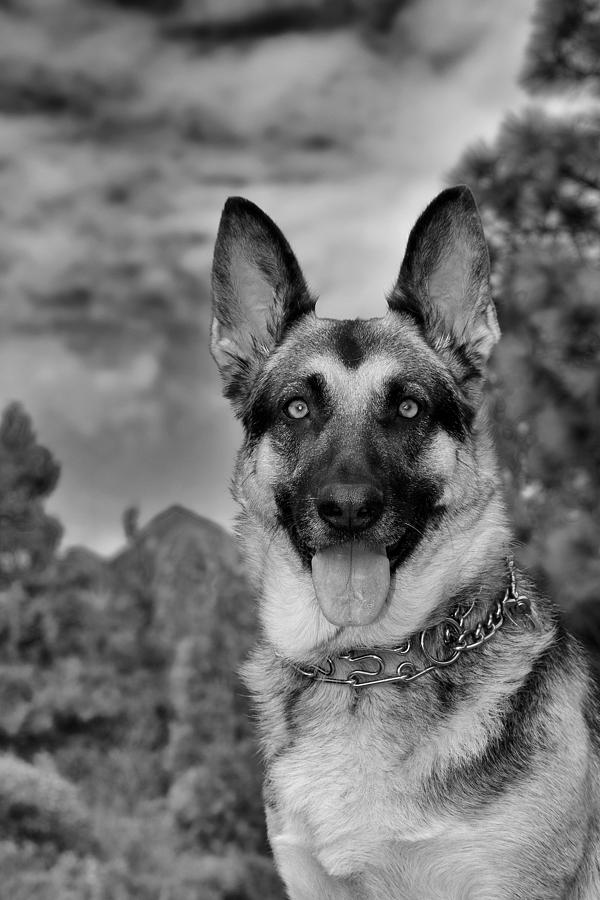 Black And White Dog Photograph by Maria Jansson