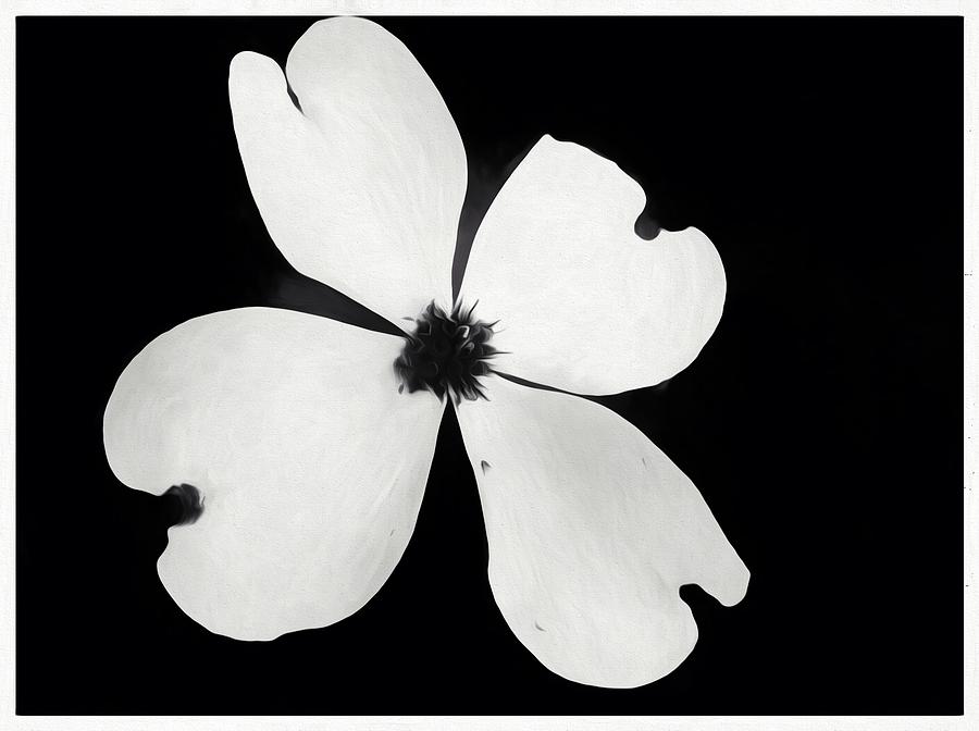 Black and White Dogwood Bloom Photograph by Debra Lynch - Fine Art America