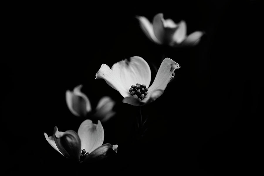 Black and White Dogwood Photograph by Lori Rider - Fine Art America