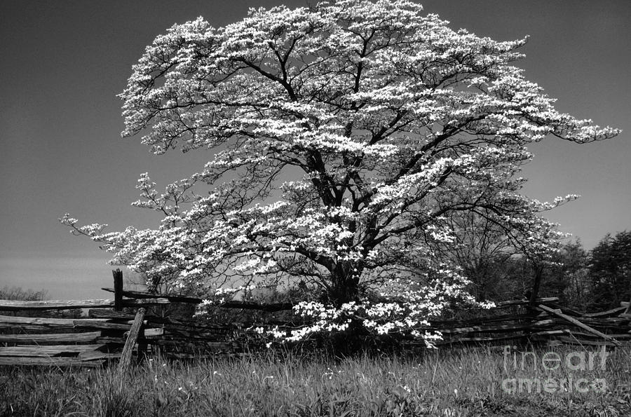 Dogwood Photograph - Black and White Dogwood Rail Fence by Thomas R Fletcher