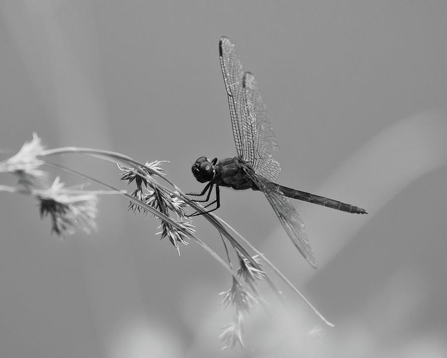 Black and White Dragonfly by Ann Keisling Black and White Dragonfly by Ann Keisling