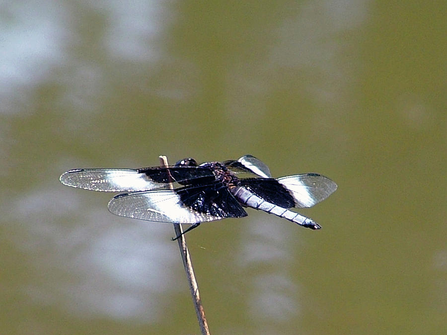 Black And White Dragonfly Photograph By Lisa Stanley