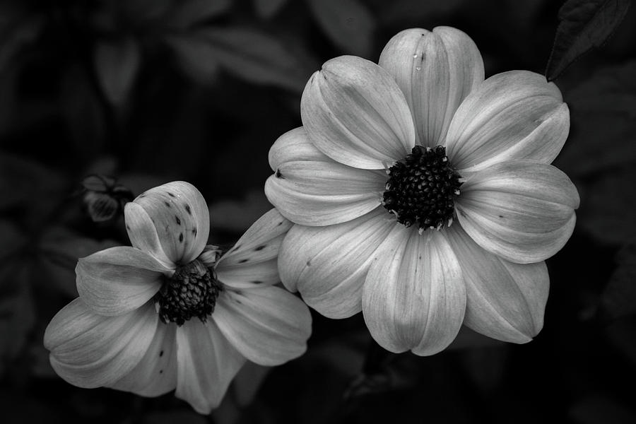 Black and White Dramatic Blossoms 4769 BW_2 Photograph by Steven Ward