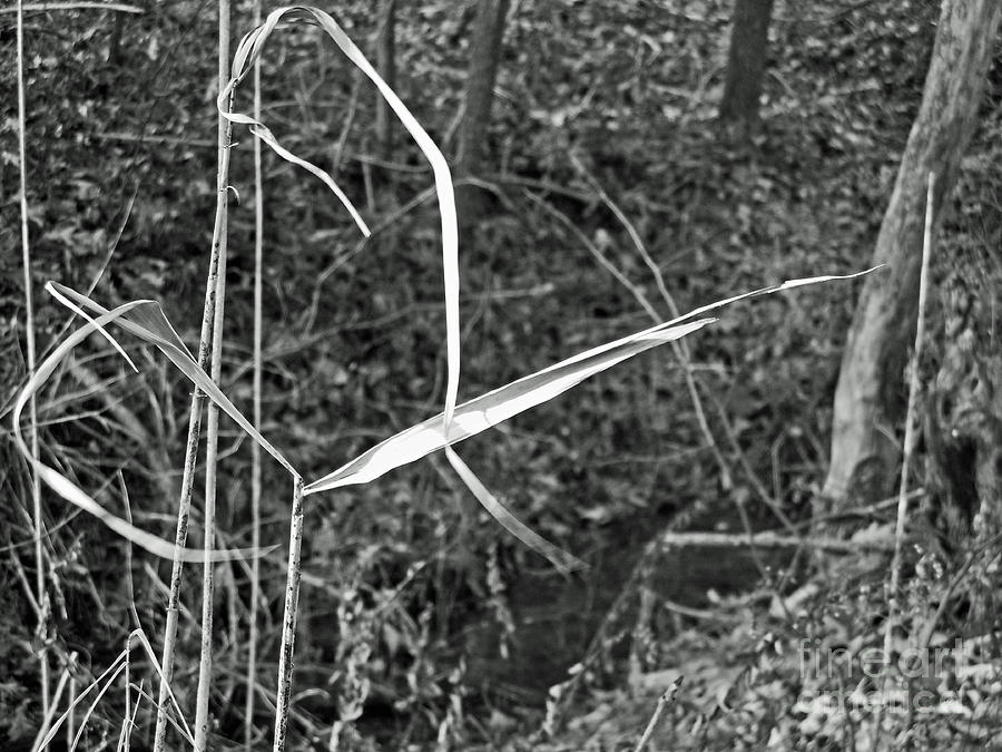 Black And White Photograph - Black and White Dried Grass in Woods by David Frederick