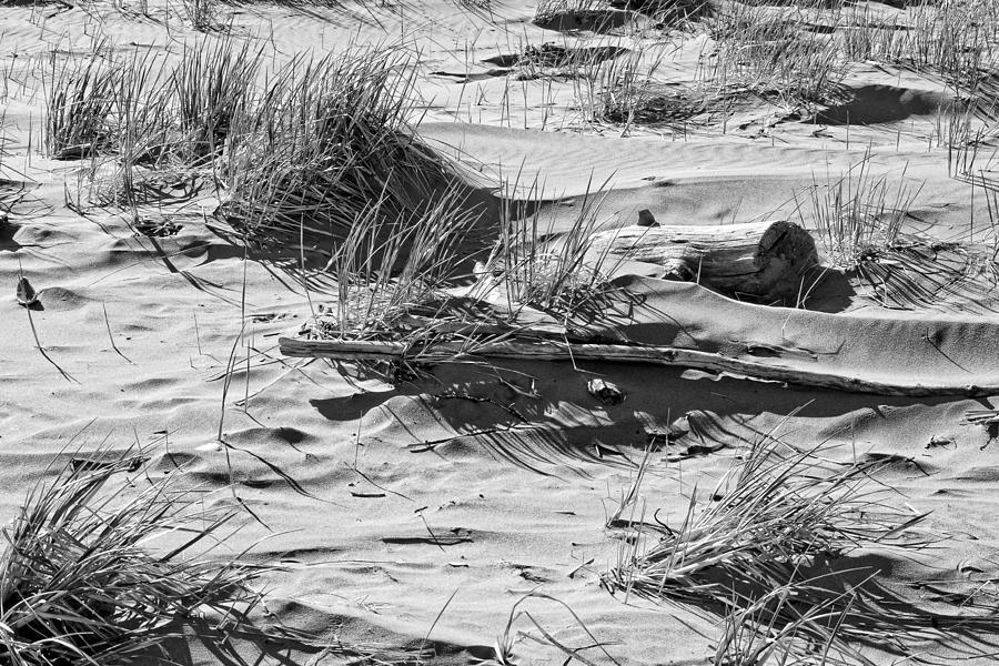 Black and White Driftwood and Beach Grass Popham Beach Maine Photograph by Keith Webber Jr
