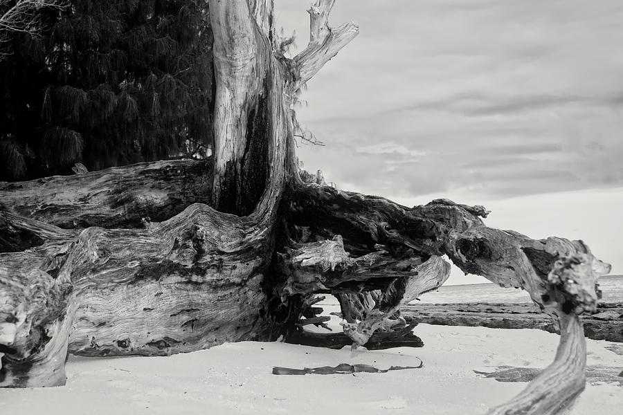 Black And White Driftwood Managaha Island Photograph