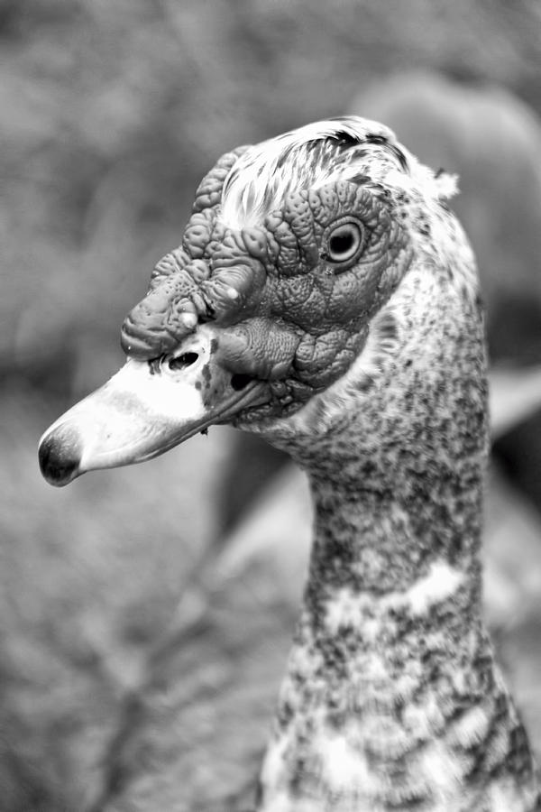 Black and White Duck Photograph by Pamela Walton