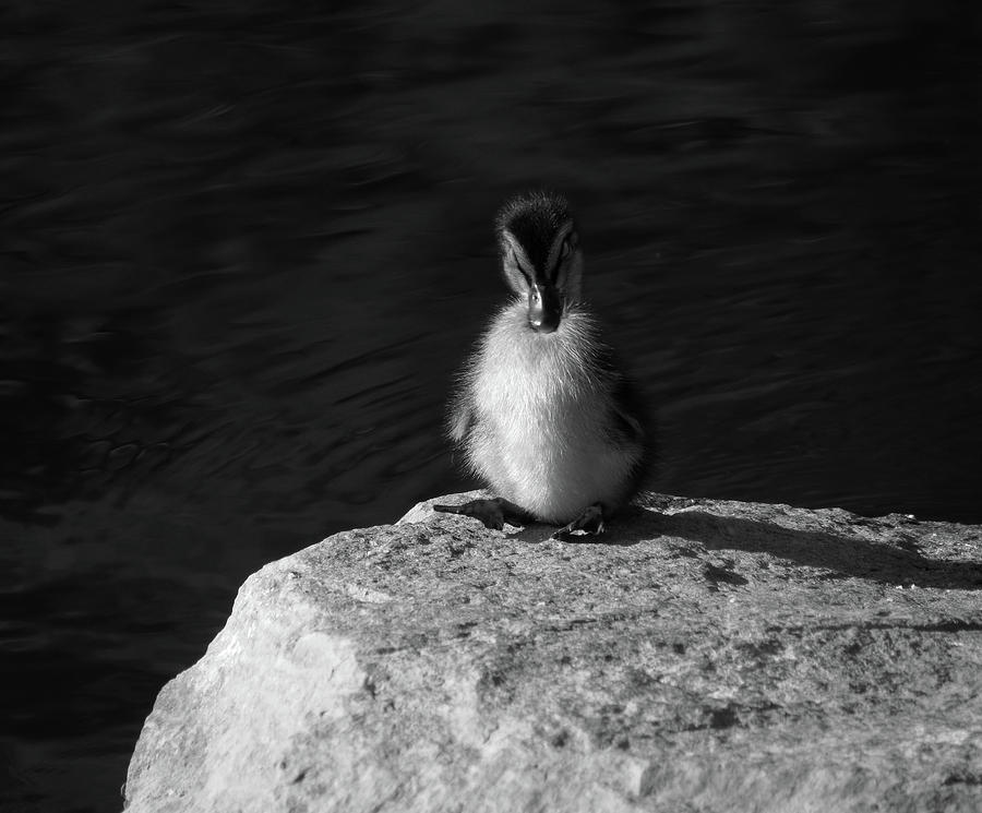 Black and White Duckling Photograph by Laurel Powell